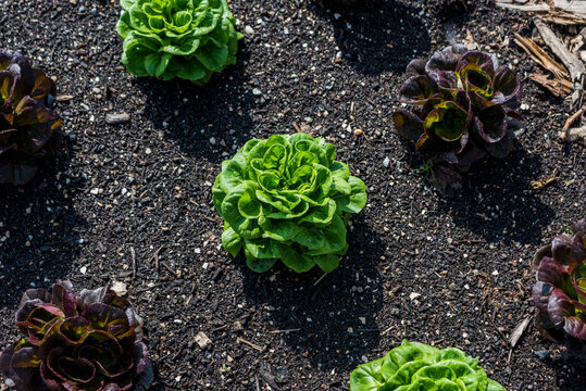 Lettuces growing on an urban farm