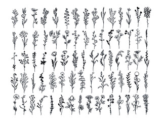 Set of branch flower. Collection of flowering plant with leaves.Set of wild flower. Botanical. Vector illustration or natural elements on white background.