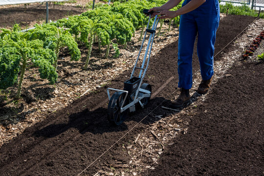 Urban farmer using a precision garden seeder