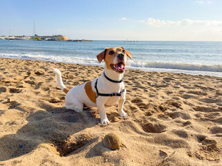 Happy Jack Russell Dog on the Sunny Beach