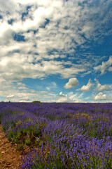 Fototapeta premium Lavender Field Summer Flowers Cotswolds Worcestershire England