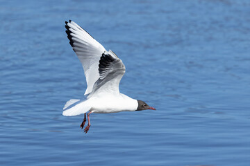Black-headed gull