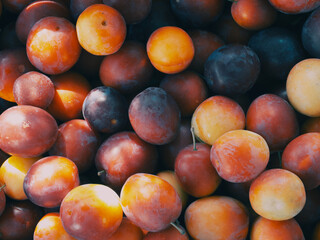 The berries of a ripe home-grown cherry plum.