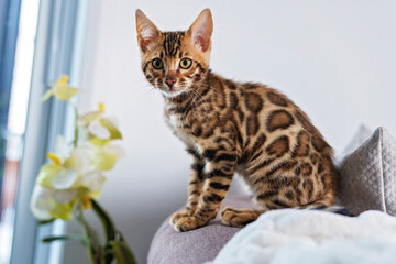 Little Baby Bengal kitty at home sofa