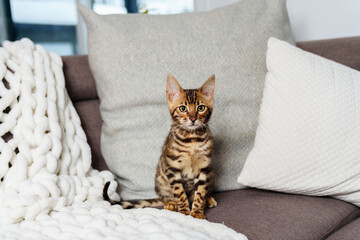 Little Baby Bengal kitty at home sofa