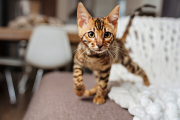 Little Baby Bengal kitty at home sofa