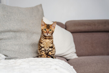 Little Baby Bengal kitty at home sofa