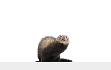 Portrait of fluffy ferret posing isolated on white background. Concept of happy domestic and wild animals, care