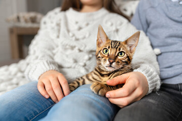 Fototapeta na wymiar Bengal cat in the living room on the couch with children