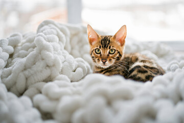 Little Baby Bengal kitty at home bed