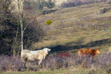 Cattle in the pasture