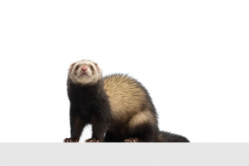 Studio shot of cute little white grey ferret isolated over white background. Concept of happy domestic and wild animals, care