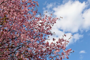 Pink sakura flowers on a tree on background	of blue sky and white clouds. Cherry blossom in spring garden