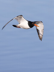 Eurasian oystercatcher