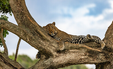 Leopard in a tree in Africa 