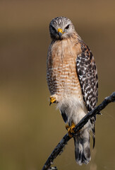 Red-shouldered hawk in Florida 
