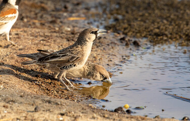 Sociable Weaver drinking water in the Kgalagadi