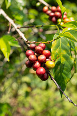 Coffee fruit in the trees, known as drupe. Fredonia, Antioquia, Colombia.