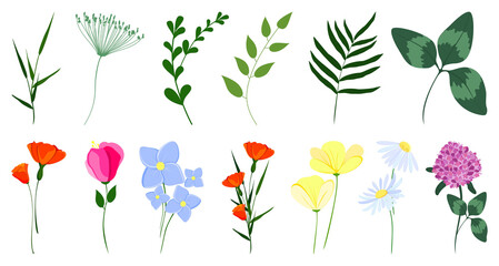 Flowers and leaves. Set of vector illustrations with wild flowers