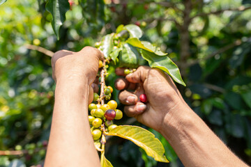 Farmer collecting his coffee crop. Fredonia, Antioquia, Colombia. 