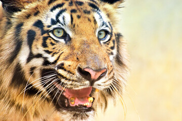 Beautiful angry face of Royal Bengal Tiger , Panthera Tigris, West Bengal, India . It is largest...