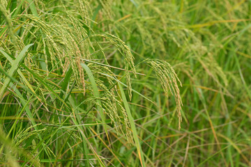 Fully grown paddy in a paddy field, green agriculture land, rural image of West Bengal, India. Paddy is the biggest agricultural product of rural India, especially in West Bengal, India.