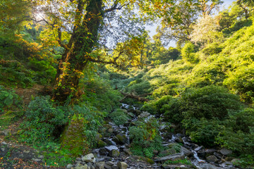 Forest scene, Sun rays falling on green plants behind a tree in Garhwal forest, Uttarakhand, India. A small river in foreground.