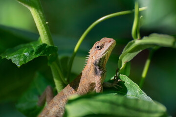 Beautiful Indian gecko inside a bush looking out , green foliage background, morning light , Kolkata, India - nature stock photograph