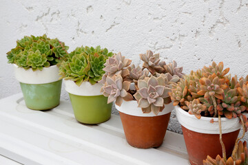 Pots with succulent plants. Low watering plants. Succulent garden. Outdoor garden. Nature....