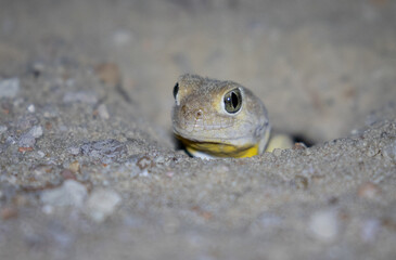 Barking Gecko in the Kgalagadi