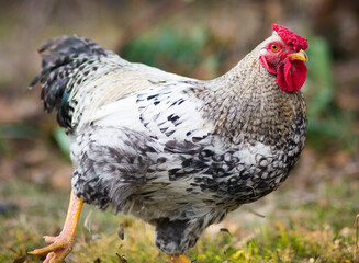 White and black rooster with red comb