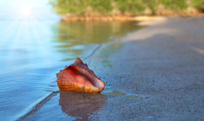 Obraz na płótnie Canvas Big seashell on tropical beach and ocean waves.