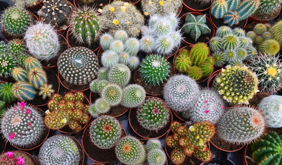 Variety of cactus plants in the garden of Tenerife,Canary Islands.Tropical succulents background for design.Selective focus © svf74
