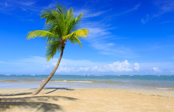 Beautiful tropical beach with green palm tree and blue sky.