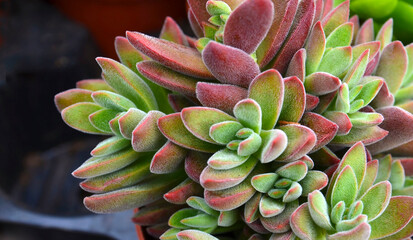 Sedum nussbaumerianum or Coppertone stonecrop succulent plant close up. Tropical succulents...