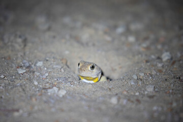 Barking Gecko in the Kgalagadi
