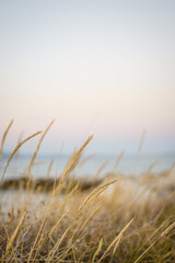 Obraz premium The dance of the ear of corn