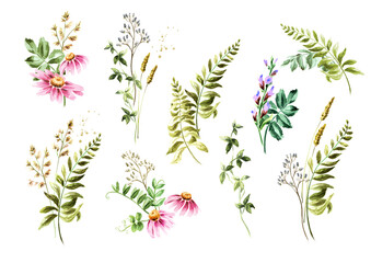 Wild  grasses and  wildflowers  . Color Summer rural composition, bouquet, decor concept. Hand drawn watercolor illustration isolated on white background