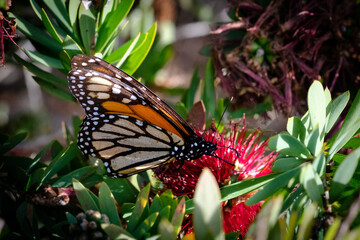 monarch butterfly on flower