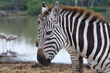 Fototapeta na wymiar Close up head The burchell zebra in national park