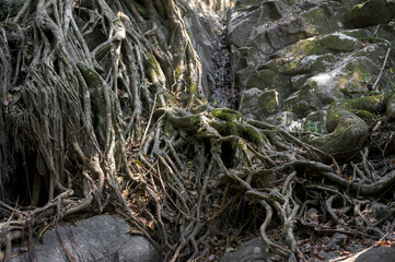 Large and thick roots in Mangrove forest
