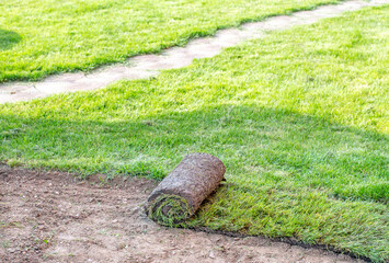 Gardener applying turf rolls in the backyard