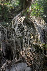 Large and thick roots in Mangrove forest