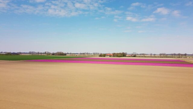 Tulips in yellow in a field during a spring day. Drone point of view from above. Flowers are one of the main export products in the Netherlands and especially tulips and tulip bulbs.