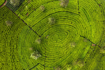 Scenic view of agriculture green tea farm plantation growing in circles shape. Top view aerial...