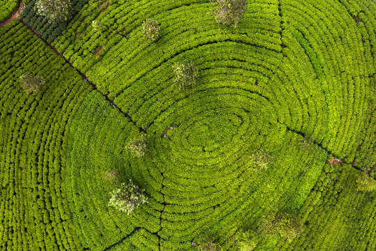 Scenic view of agriculture green tea farm plantation growing in circles shape. Top view aerial photo from flying drone of a tea plantation. Traveling and agriculture concept.