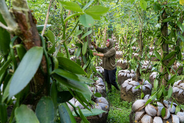 Bangli, Indonesia-Sept 01 2021: a woman vanilla farmer is tending her vanilla plant that is...