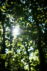 Sun shining through the trees and leaves