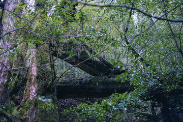 Winter Yaskuhima forest in Kyusyu Japan(World Heritage in Japan)