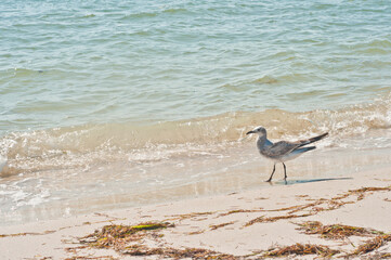 side view, medium distance of a seagull, standing on a tropical, sandy shoreline on a sunny morning
